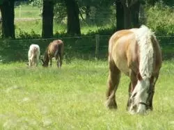 Reiturlaub in Irland